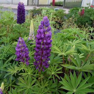 Lupinus 'Gallery Blue' (Gallery Series) ---